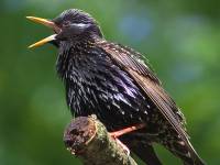 <b>Название: </b>Фотография 1, 
<b>Добавил:<b> diurnar<br>Размеры: 500x500, 
92.3 Кб